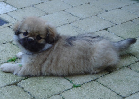 An-Sja-Lin......