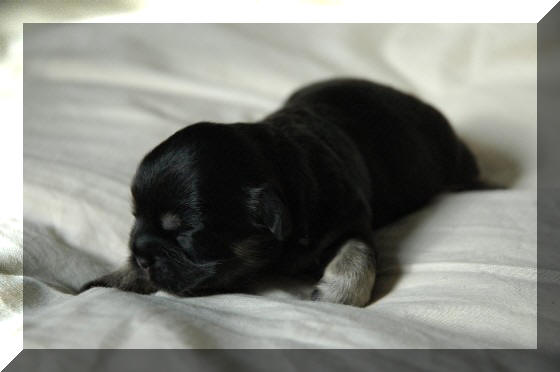 10 dagen oud...