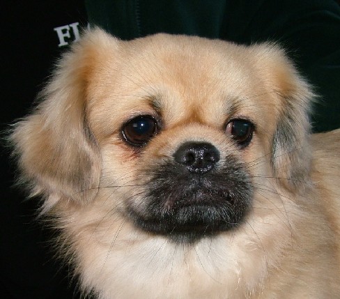 DIKYI  IN CLOSE UP........