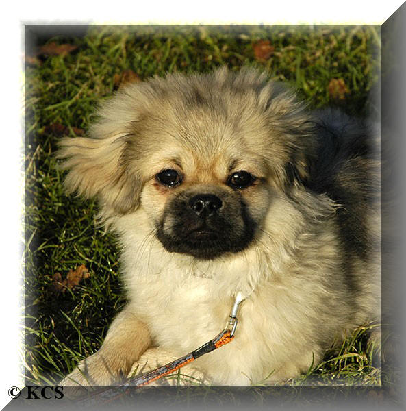 Ac-Ka-Lin...zoon van Lady Lin...roepnaam is Zorro, en deze mooie vent woont in Hoogerheide...